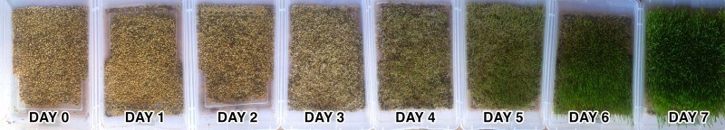 8 days of feed trays all lined up. Things develop quickly.